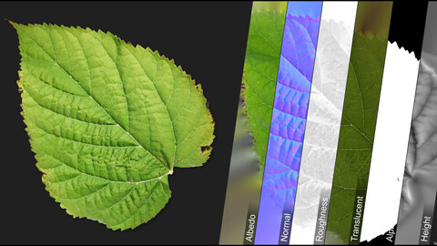 Photometric Scan Vegetation - Mulberry - Leaves 1