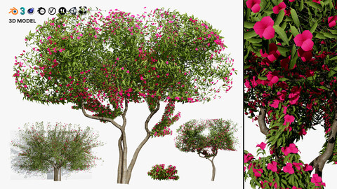 Bougainvillea Tree 3D Model