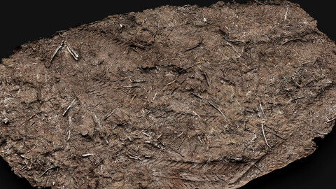 forest ground broken branches debris photogrammetry