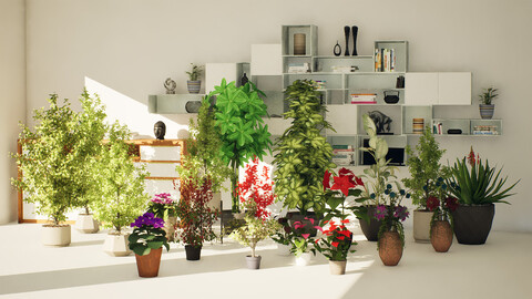 Indoor Plant 3d Collection