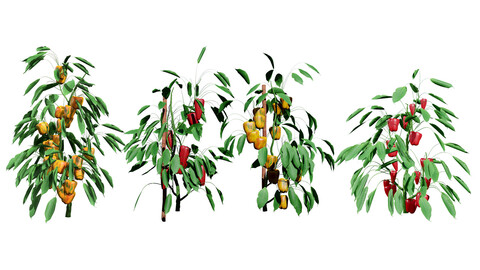 Realistic 3D Capsicum Plant