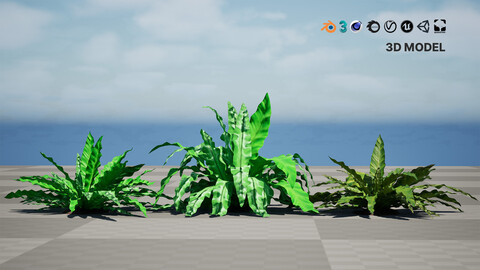 Bird's Nest Fern 3D Model