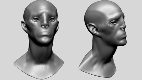 Base Male Head L