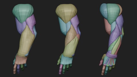 Arm Anatomy Blockout Levels *Free Download