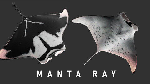 Animated Manta Ray