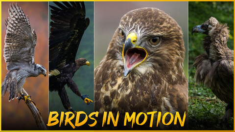 Birds in Motion-Reference Photo Package For Artists- 616 JPEGs noAI