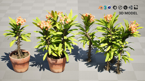 Euphorbia Milii 3D Model