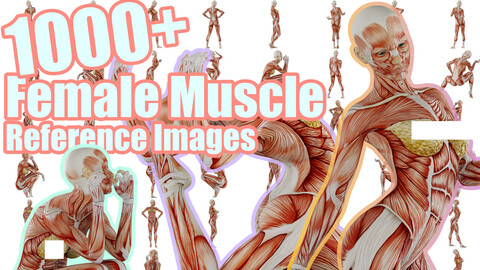 1000+ Female Muscle Reference Images