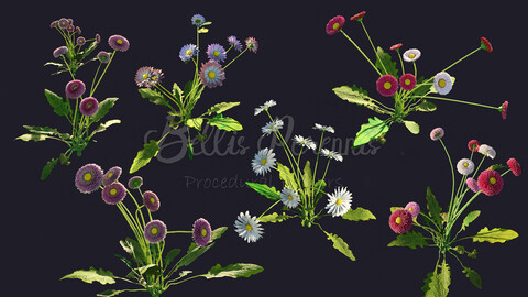 Bellis Perennis (Daisy Procedural Flowers)