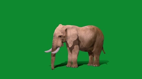 African Elephant