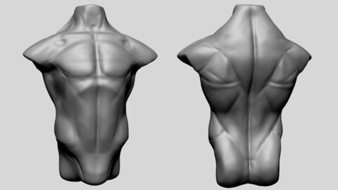 Male Torso E