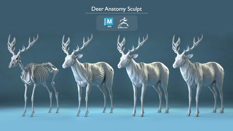 Deer Anatomy Study