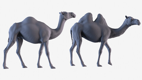 Camels