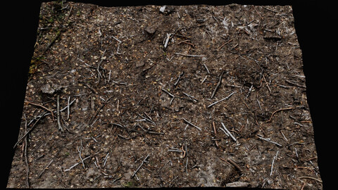 forest ground cutted tree branches area photogrammetry