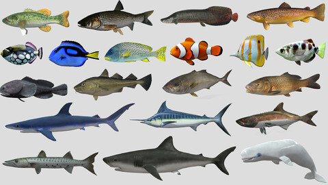 Fish Collection Animated - Game Ready Pack 3