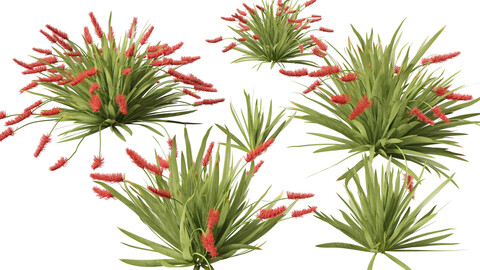 Xeronema callistemon - Poor knights lily