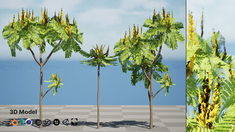 Brazilian Firetree 3D Model