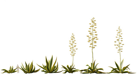 Agave americana - the century plant