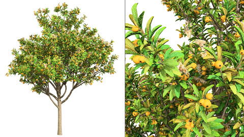 Loquat Tree 3D Model