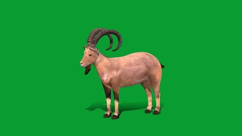 Nubian Ibex Goat