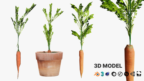 3D Carrot Plant