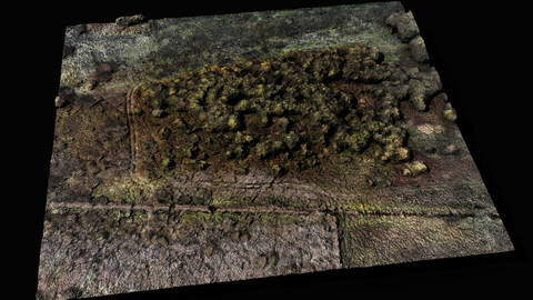 forest ground grass bushes pt2 area dronescan