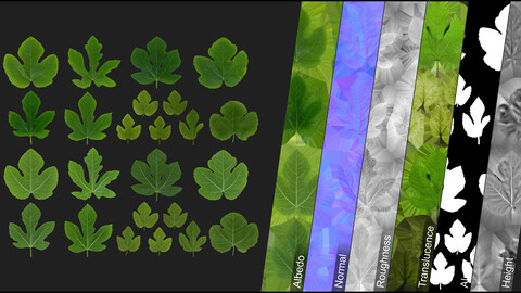 Ficus Carica - Atlas Double Sided - Leaves 1