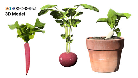 Radish Plant Collection