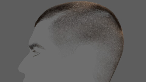 Classic Buzz Cut Hairstyle + Brows and Lashes XGen maya scene(+alembic)