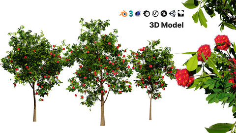 Flowering Gum Tree 3D Model