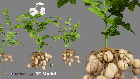 Potato Plant 3D Model