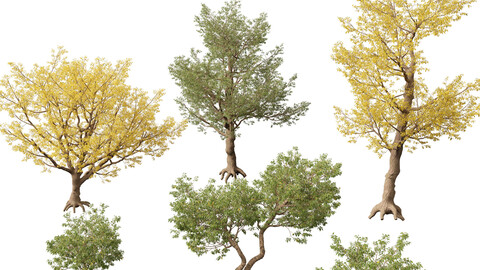 (HighPoly+LowPoly) Populus fremontii - Fremont cottonwood