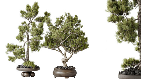 AV Indoor plants set 137 Bonsai Pinus Pentaphylla Thunbergii