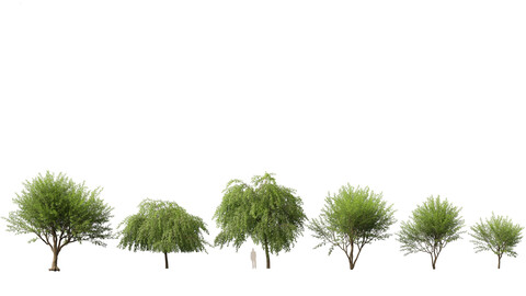 (HighPoly+LowPoly) Prosopis chilensis - Chilean mesquite 3D Model