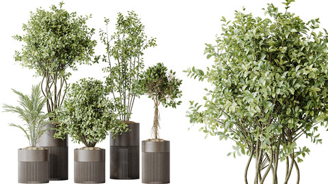 AV Indoor plants set 134 Beech Olea Europaea Olive and Ficus Benjamina African Fig and Mountain Kentia Palm