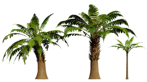 Tree Fern 3D Model