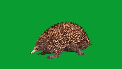 Short Beaked Echidna