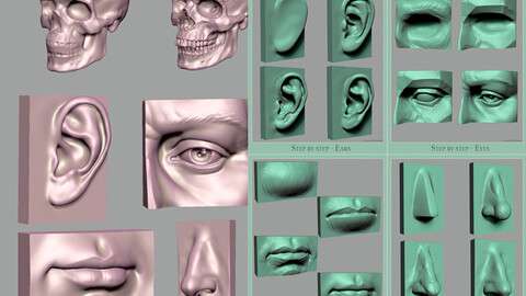 Head Anatomy Simplified - Plates and ZTL