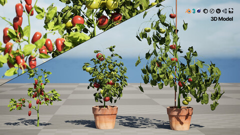 Tomato Plant 3D Model