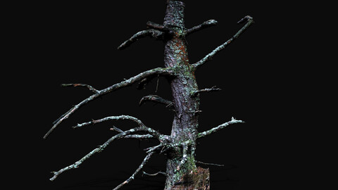 tree trunk pine broken branches photogrammetry