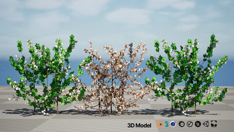 Cotton Plant 3D Model