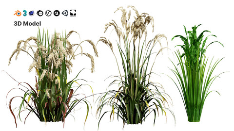 Oryza Sativa 3D Model