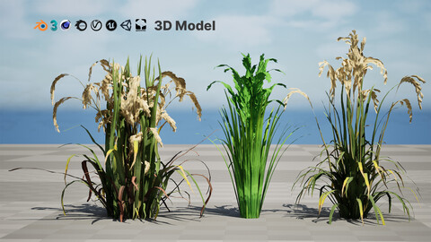 Oryza Sativa 3D Model