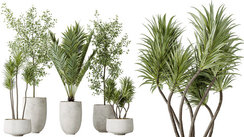 AV Indoor plants set 141 Beech Olea Europaea Olive and Aloifolia Rostrata Palm and Cyara Areca Palm