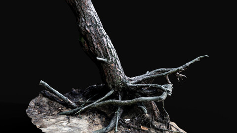 tree trunk pine roots ground photogrammetry