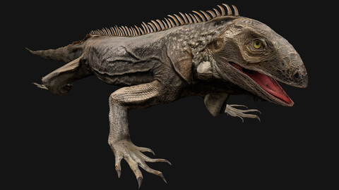 Iguana Reptile