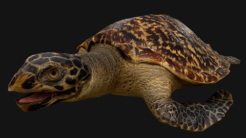 Turtle