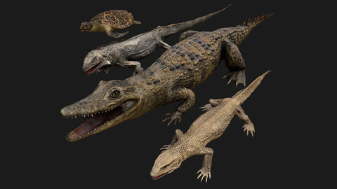 Reptile Pack Crocodile Iguana Turtle Varanus