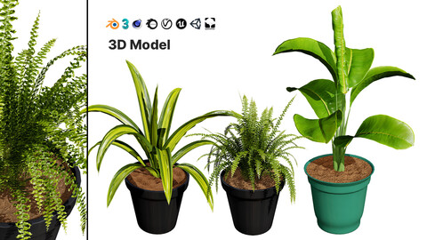 Indoor Potted Plants 3D Model