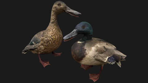 Duck Pack